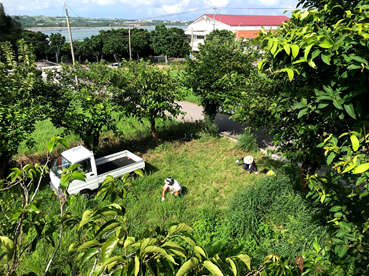ハーブ農園